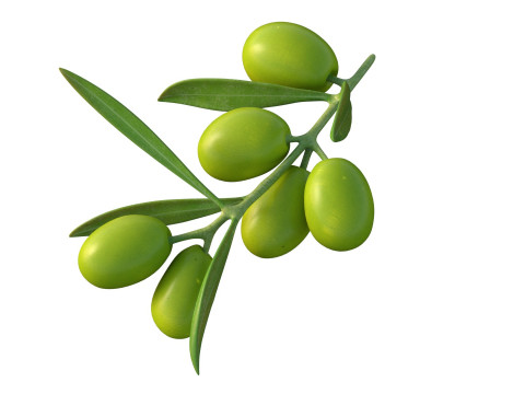 Gałązka oliwna Owoc Model 3D