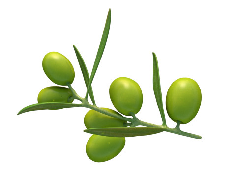 Gałązka oliwna Owoc Model 3D