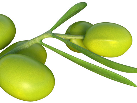 Gałązka oliwna Owoc Model 3D