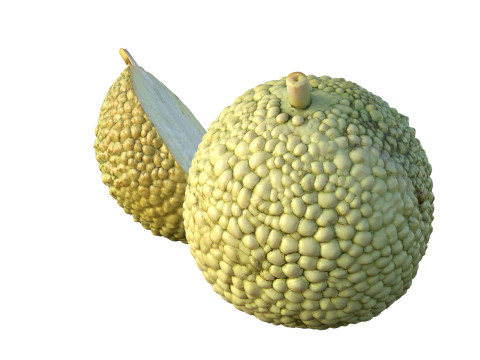 Owoc pomarańczowy Osage Model 3D