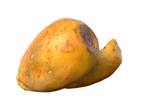 仙人掌果 3D 模型