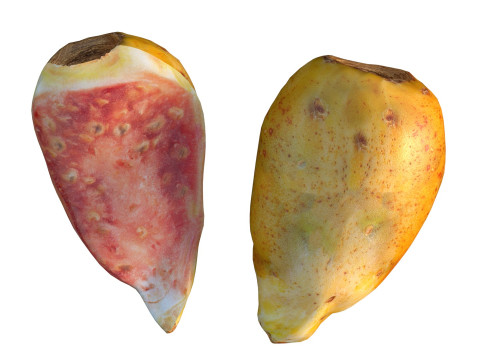 仙人掌果 3D 模型