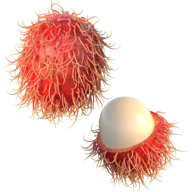 Ramboetan-fruit 3D Model .c4d .max .obj .3ds .fbx .stl .blend 