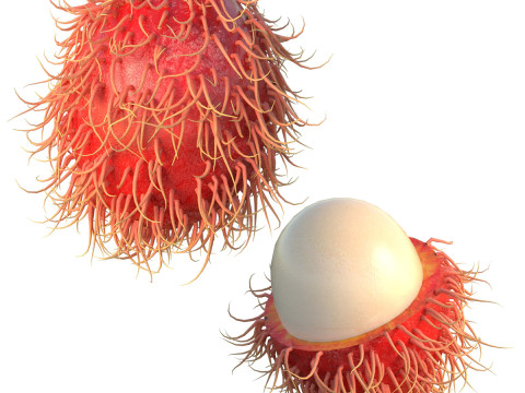 Рамбутан Фрукты 3D Модель