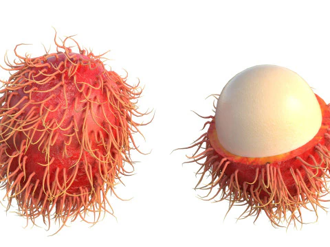 Frutto del Rambutan Modello 3D