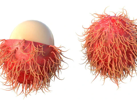 Frutto del Rambutan Modello 3D