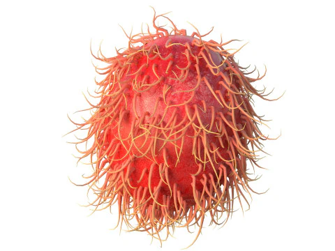 Frutto del Rambutan Modello 3D