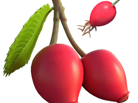 Hagebuttenfrucht 3D Modell