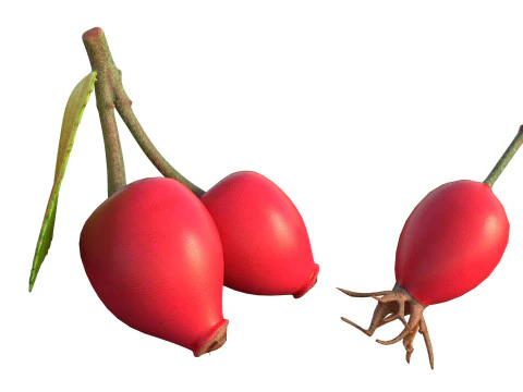 Frutto della rosa canina Modello 3D