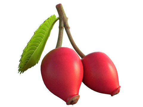 Frutto della rosa canina Modello 3D