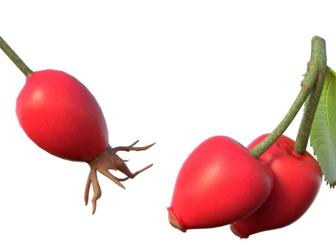 Frutto della rosa canina Modello 3D