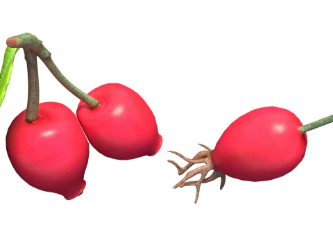 Frutto della rosa canina Modello 3D