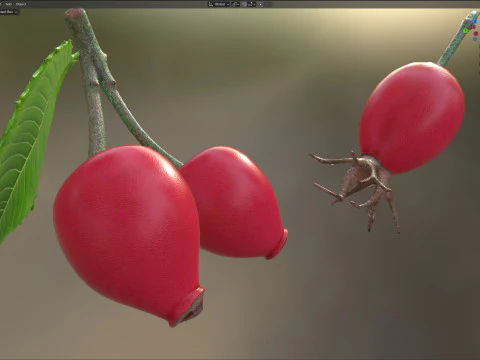 Frutto della rosa canina Modello 3D