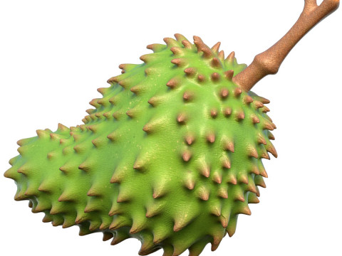 Sauerampferfrucht 3D Modell