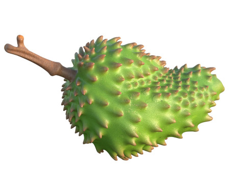 Sauerampferfrucht 3D Modell