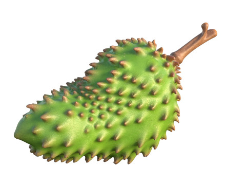 Sauerampferfrucht 3D Modell