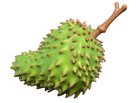 Sauerampferfrucht 3D Modell