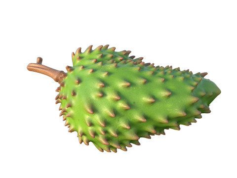 Sauerampferfrucht 3D Modell