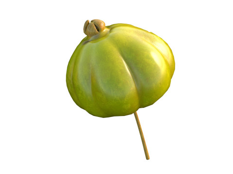 सूरीनाम चेरी पिटंगा फल 3D मॉडल