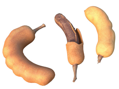 Tamarindenfrucht 3D Modell