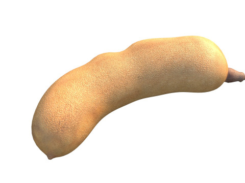 타마린드 과일 3D 모델