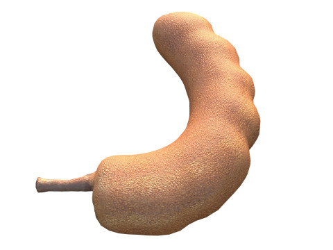 타마린드 과일 3D 모델