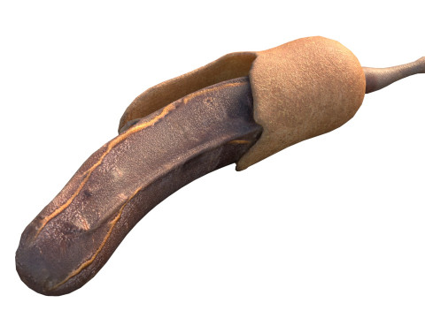 타마린드 과일 3D 모델