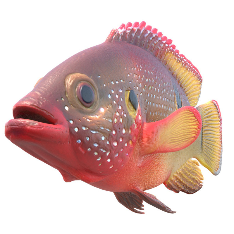 African Jewelfish 3D Model .c4d .max .obj .3ds .fbx .stl .blend 