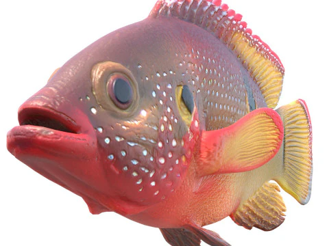 Pesce gioiello africano Modello 3D