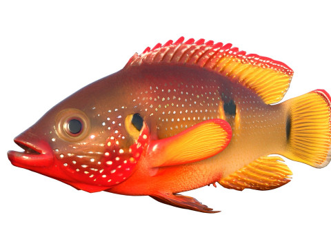 African Jewelfish 3D Model