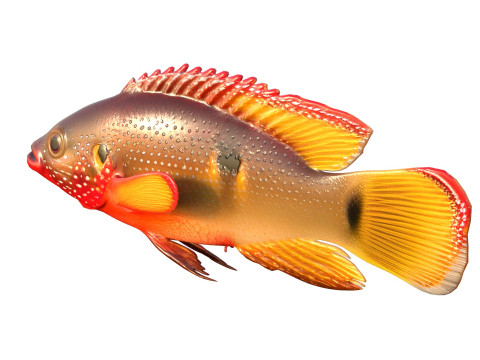 African Jewelfish 3D Model