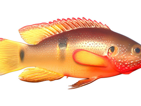 African Jewelfish 3D Model