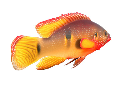African Jewelfish 3D Model