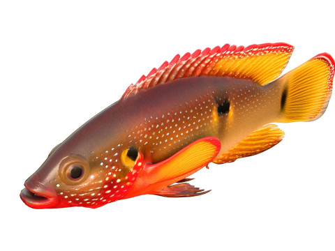 African Jewelfish 3D Model