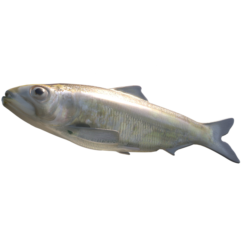 Alabama Shad Model 3D .c4d .max .obj .3ds .fbx .stl .blend 