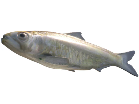 Alabama Shad Model 3D