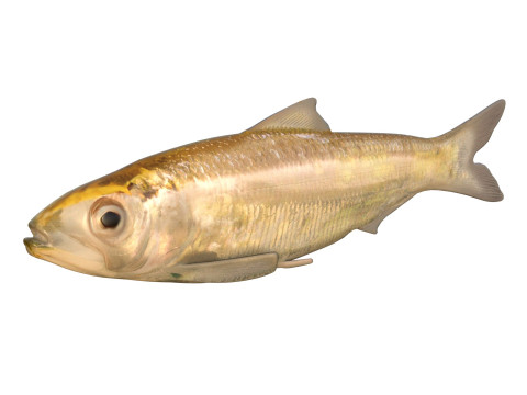 Alabama Shad Model 3D