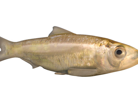 Alabama Shad Model 3D