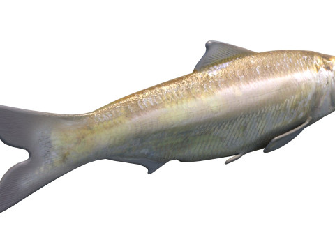 Alabama Shad Model 3D