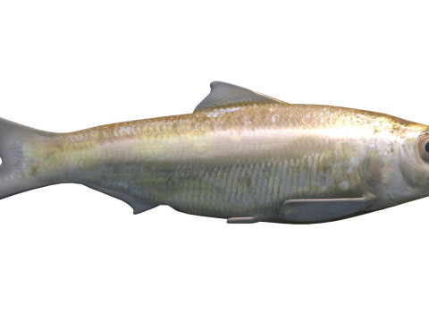 Alabama Shad Model 3D