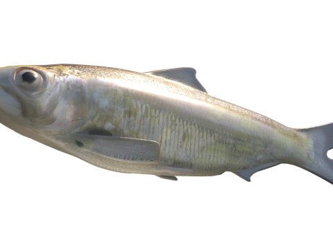 Alabama Shad Model 3D