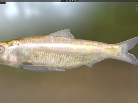 Alabama Shad Model 3D