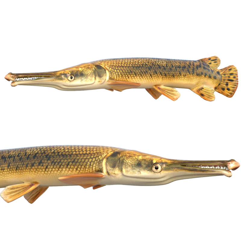 Alligator Gar fish 3D Model .c4d .max .obj .3ds .fbx .stl .blend 