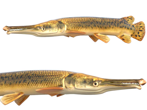 Pesce luccio alligatore Modello 3D