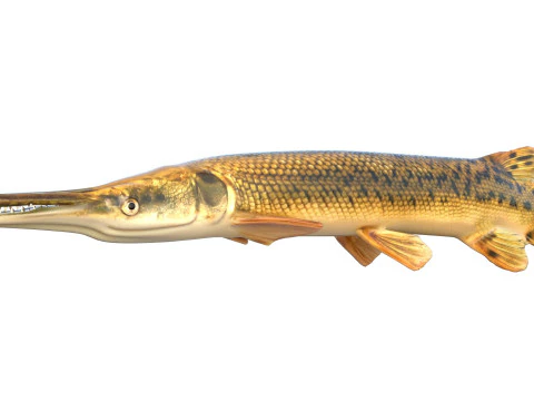 Alligator Gar fish 3D Model