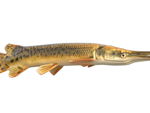 Alligator Gar fish 3D Model