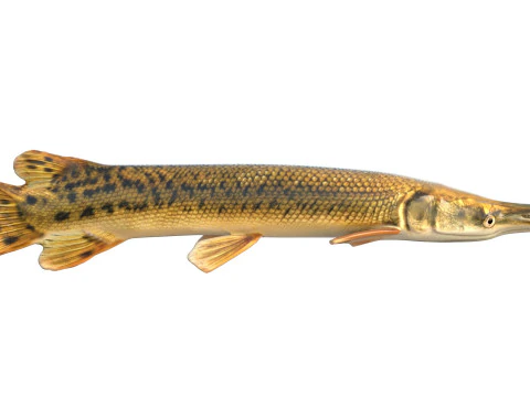 Alligator Gar fish 3D Model