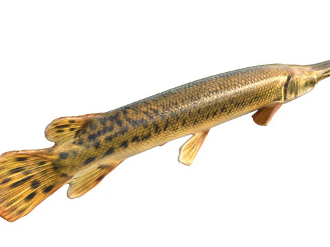 Alligator Gar fish 3D Model