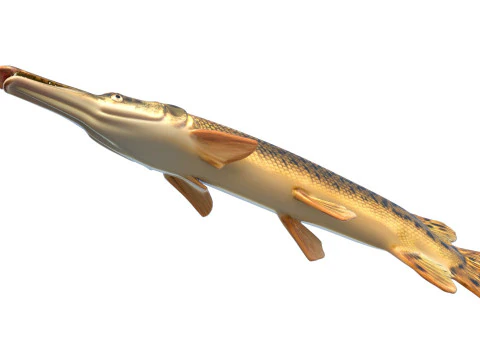 Alligator Gar fish 3D Model