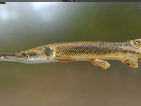Alligator Gar fish 3D Model